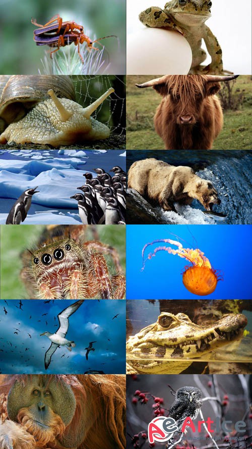 World of Beautiful Animals Wallpapers Set 53