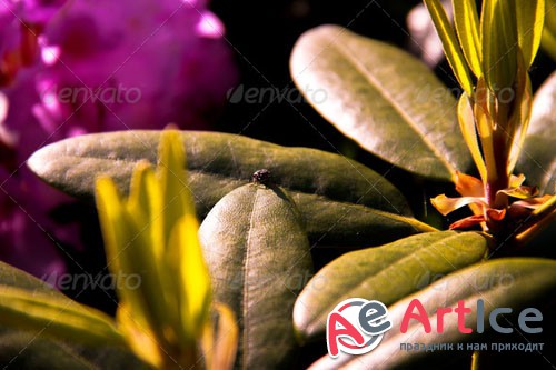 Photodune - Close-up of a bug on a leaf 5098034