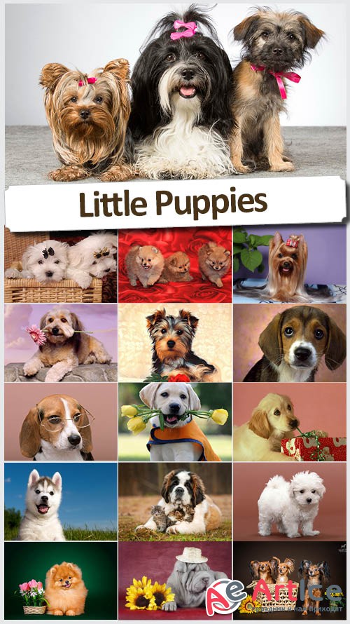 Cute little puppies -   