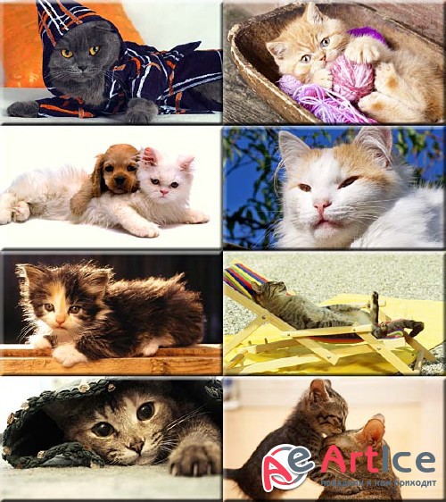 Wallpapers Cats #255