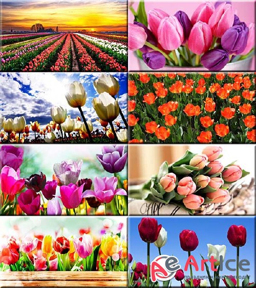 Wallpapers Spring Tulips #258