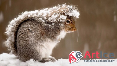 Wallpapers Animals in Winter #45