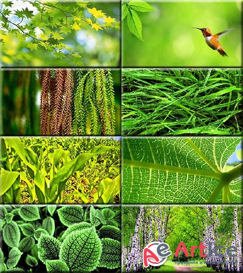 Wallpapers Green Foliage #164