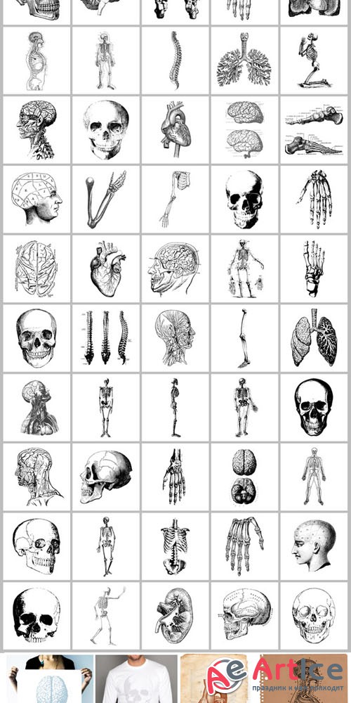 50 Vintage Anatomy Vectors - Creativemarket 65271