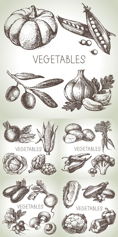 Vector Set - Vintage Vegetables 