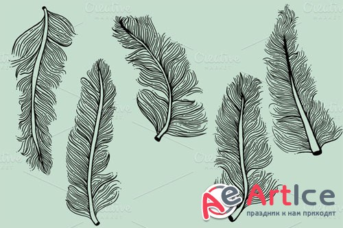 Creativemarket - 5 Illustrated Feathers 15068