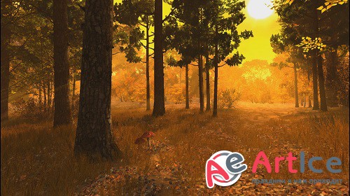 Autumn Forest Footage