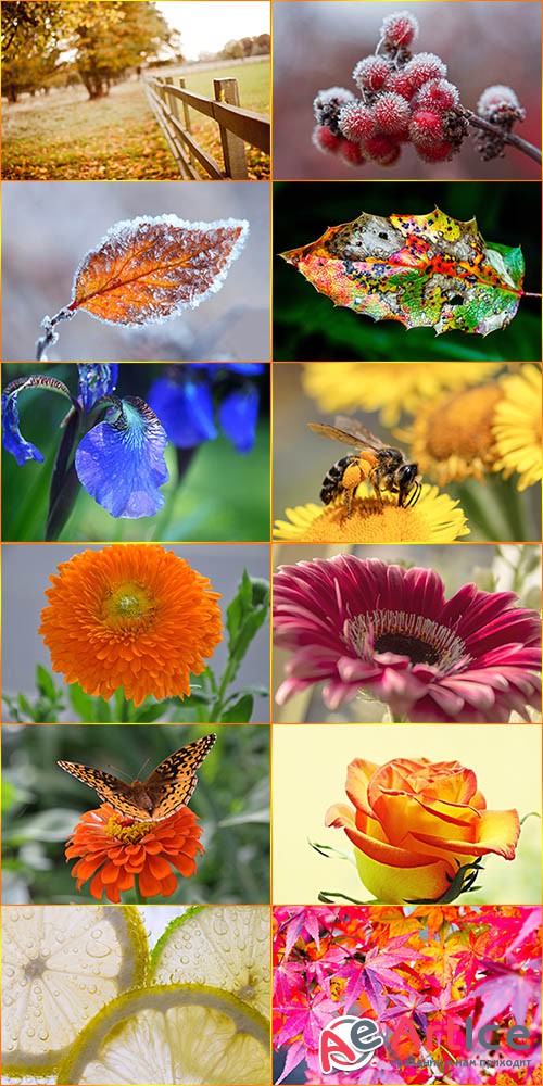 Macro Wallpapers Collection 5