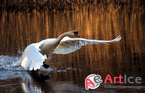 Images Mute Swan