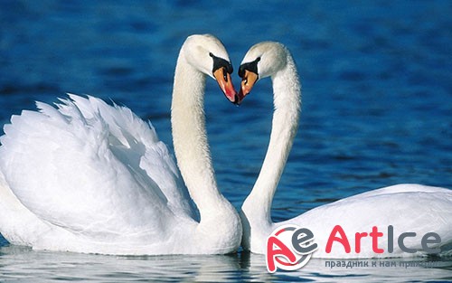 Images Mute Swan