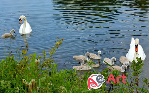 Images Mute Swan