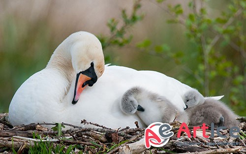 Images Mute Swan