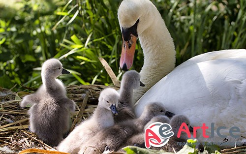 Images Mute Swan