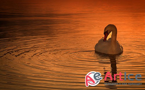 Images Mute Swan