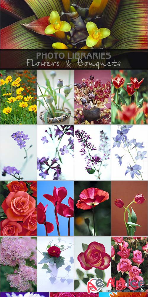 Photo Libraries - Flowers & Bouquets