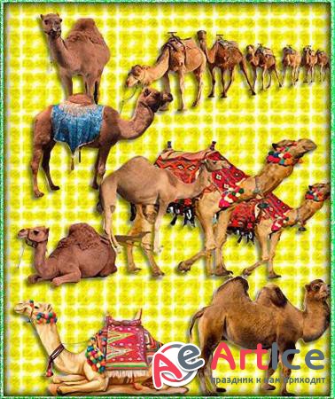  png -  (Camel)