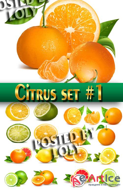 Citrus set #1 - Stock Vector